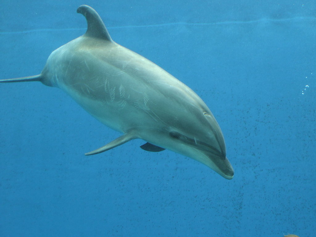 バンドウイルカ 坂東海豚 海の生き物図鑑 動物図鑑 動物写真のホームページ