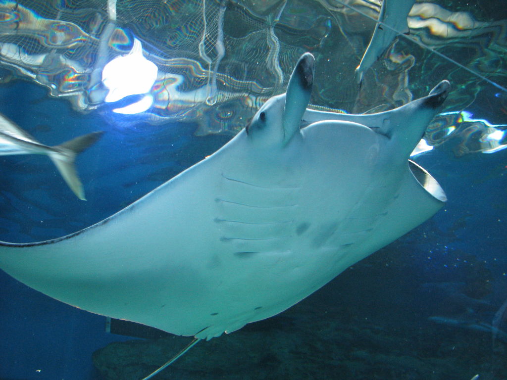 オニイトマキエイ マンタ 海の生き物図鑑 動物図鑑 動物写真のホームページ