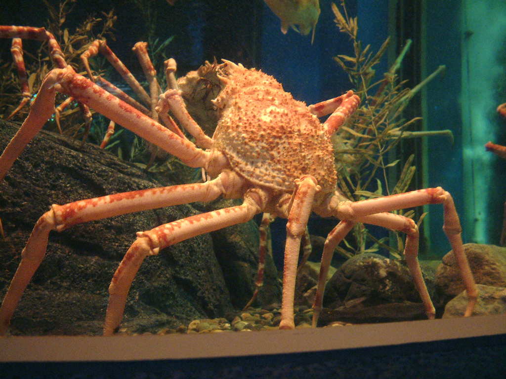 タカアシガニ 高脚蟹 動物図鑑 動物写真のホームページ