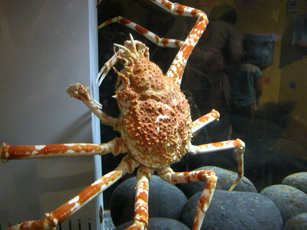 タカアシガニ 高脚蟹 動物図鑑 動物写真のホームページ
